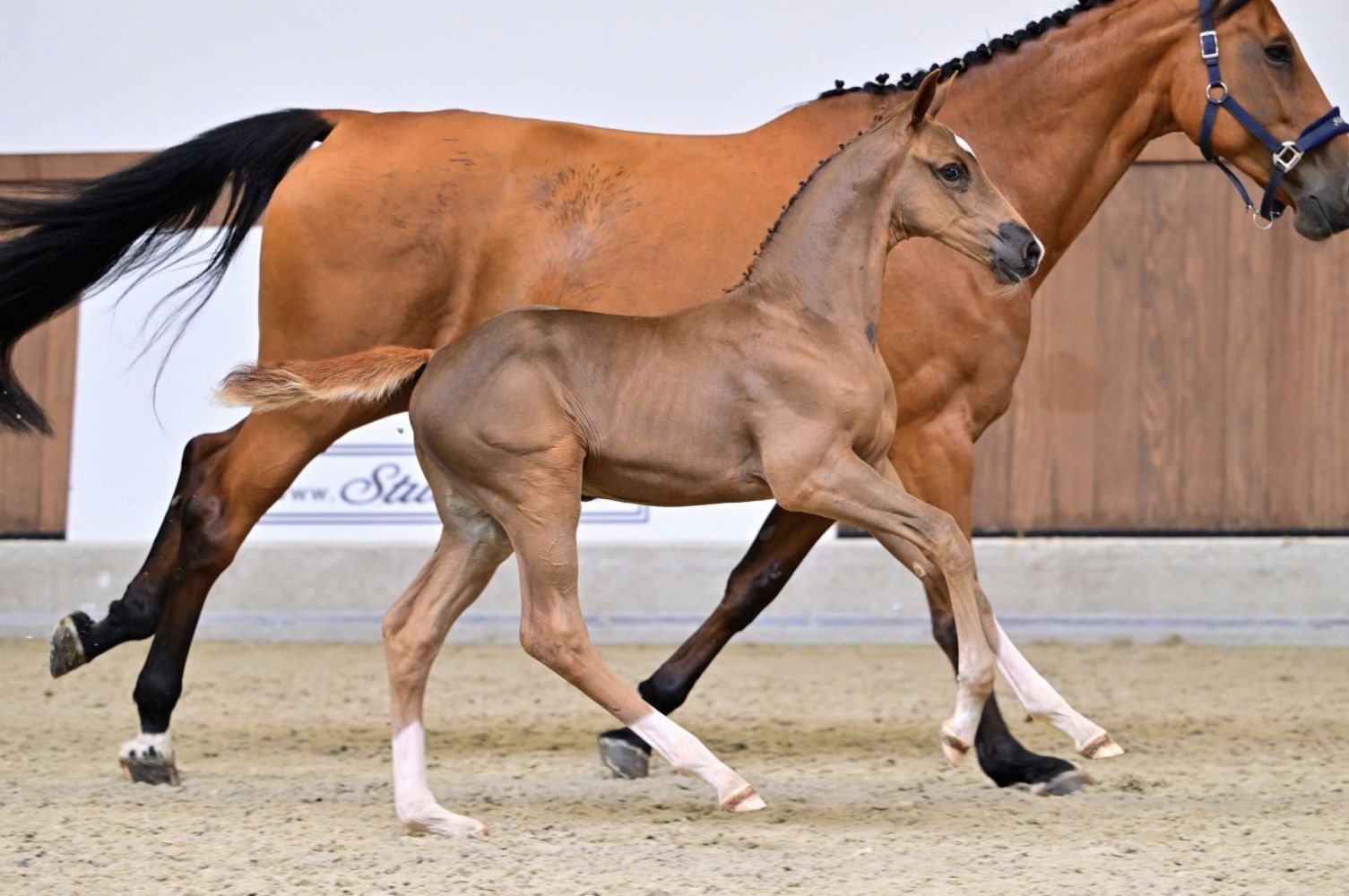 Comme Il Faut levert twee duurste veulens tijdens Foal 111 Auction