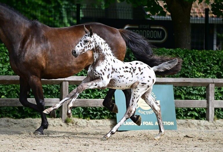 Flanders Foal Auction presenteert indrukwekkende tweede collectie na recordeditie