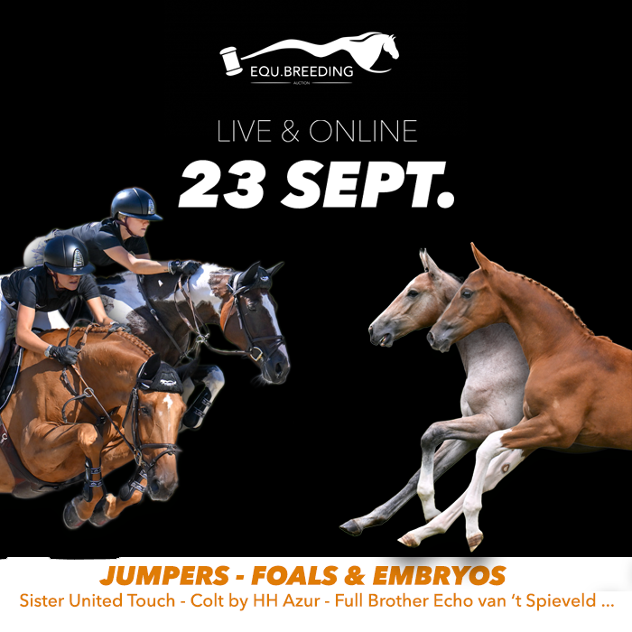 コレクション STALLIONS 2000 Ahlmann back in the ring with Dominator 2000 Z - Equnews