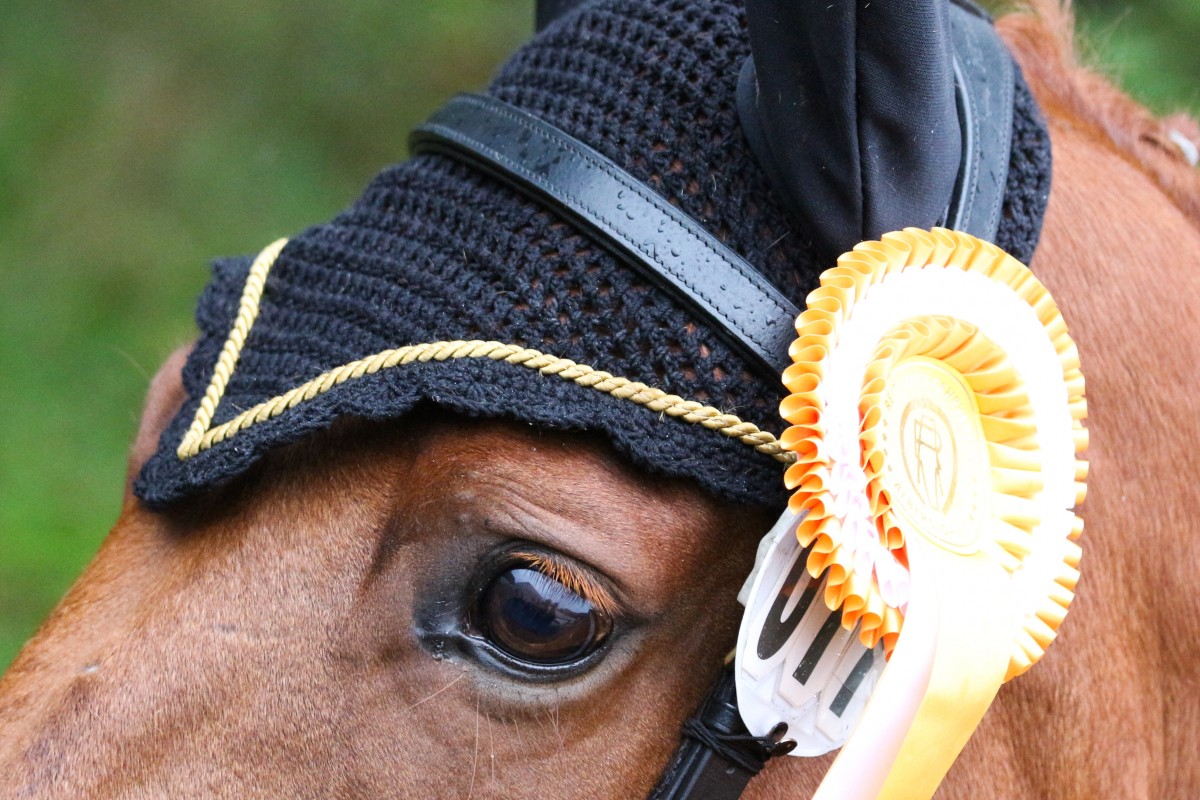 Belgische paarden doen goede zaken in Speedproef Ocala