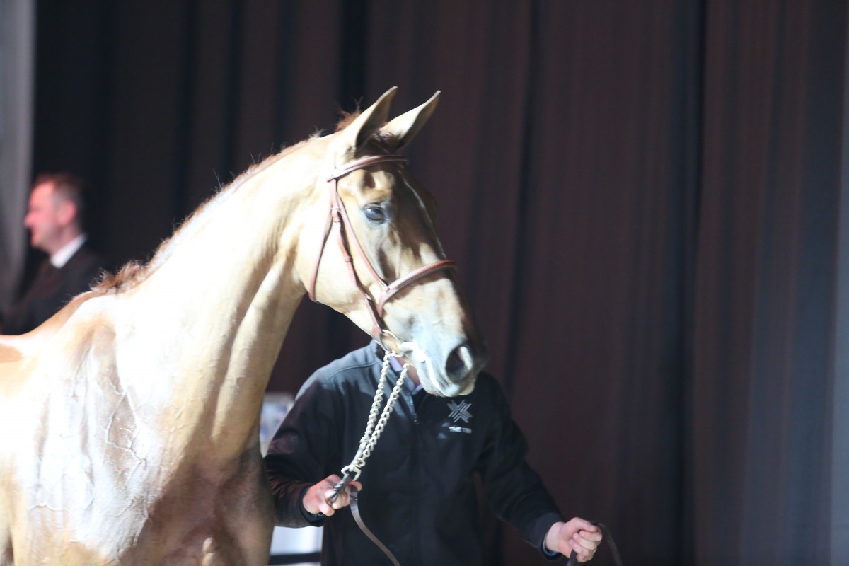 BWP Top Stallion Auction presenteert: 41 veilinghengsten!