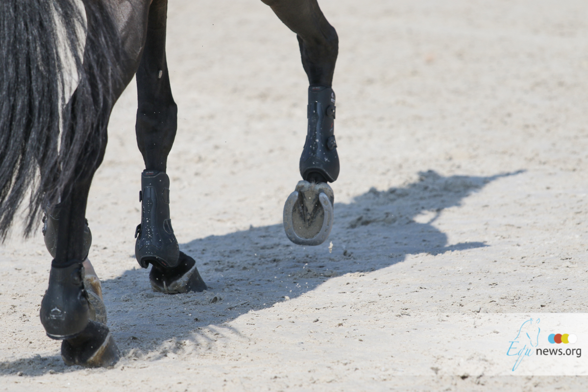 Beul verminkt paard in Rijkevorsel: politie roept op dieren op stal te zetten