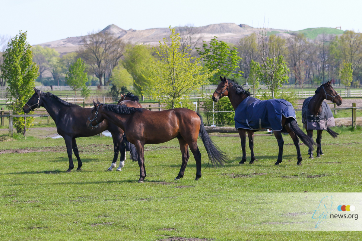 Paarden in veiligheid gebracht bij mestbrand in Geesteren