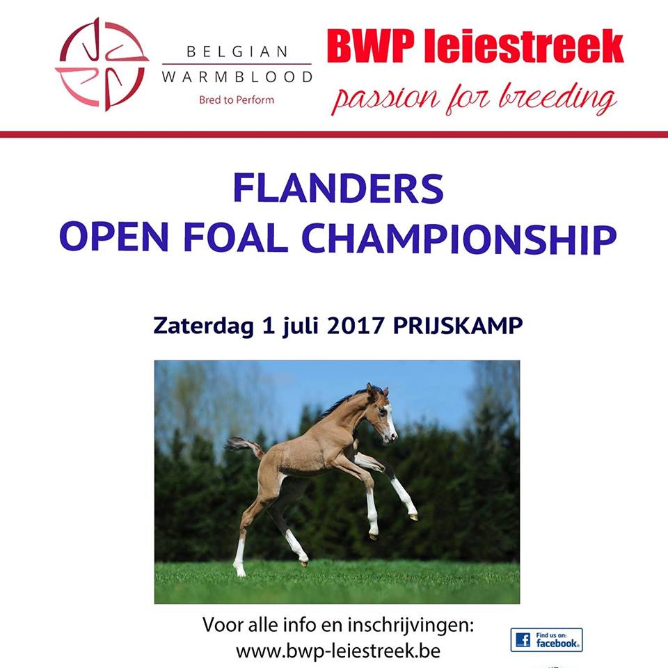 BWP Prijskamp en Flanders Open Foal Championship morgen in Zilveren Spoor