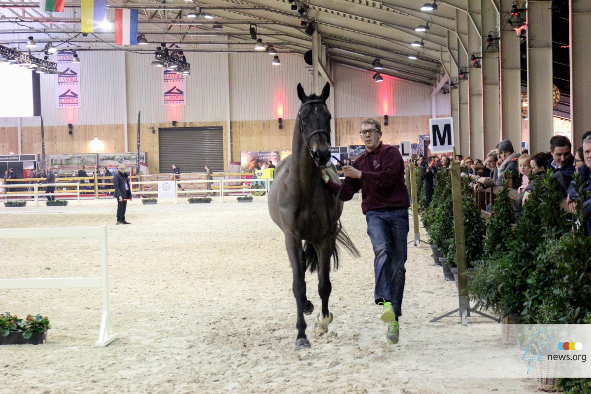 Tweede manche Belgian Stallion Competition lokt 198 hengsten naar Winterjumping