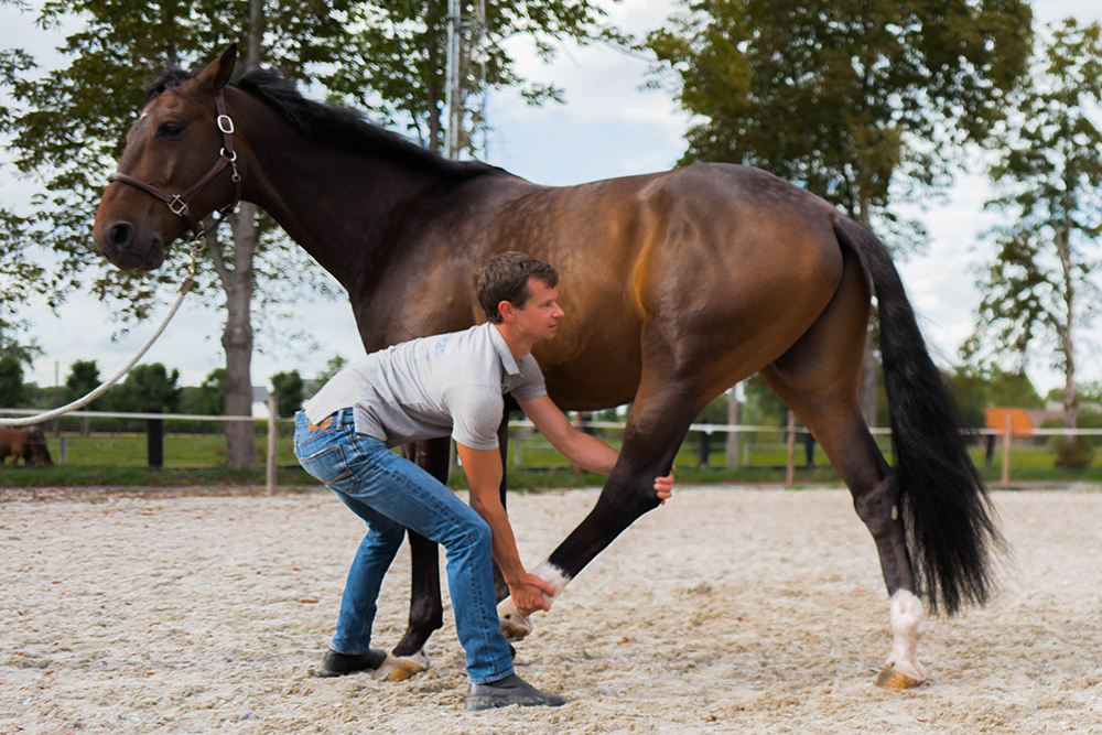 Five stretching exercises for a supple horse