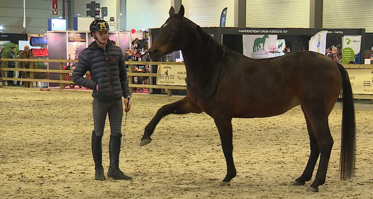 Neem samen met HippoTV een terugblik op Flanders Horse Expo editie 2018