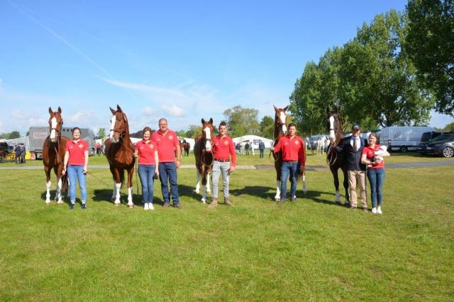 Belgische paarden fit to compete in Windsor