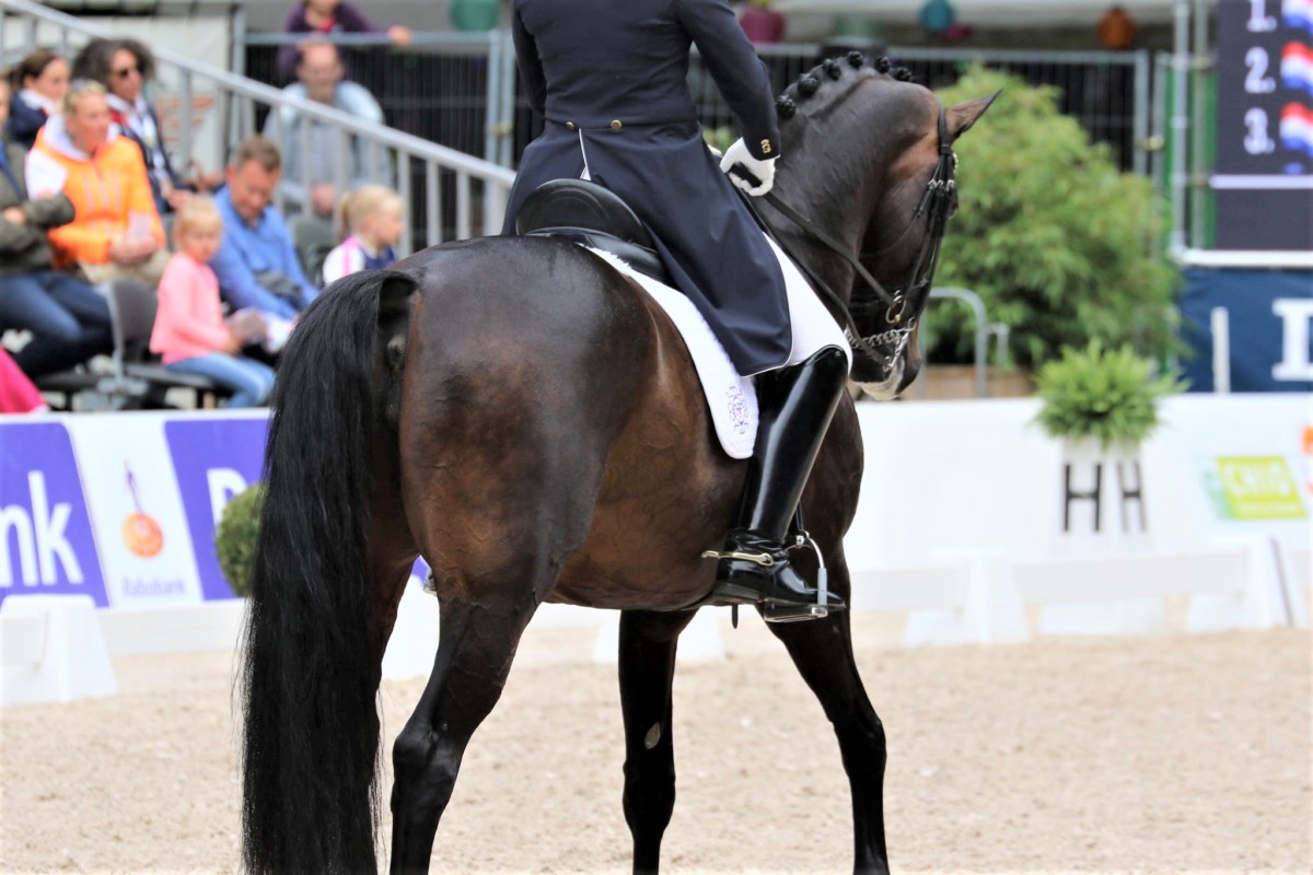 Zes Belgische paarden gekwalificeerd voor Wereld Kampioenschappen jonge dressuurpaarden in Ermelo
