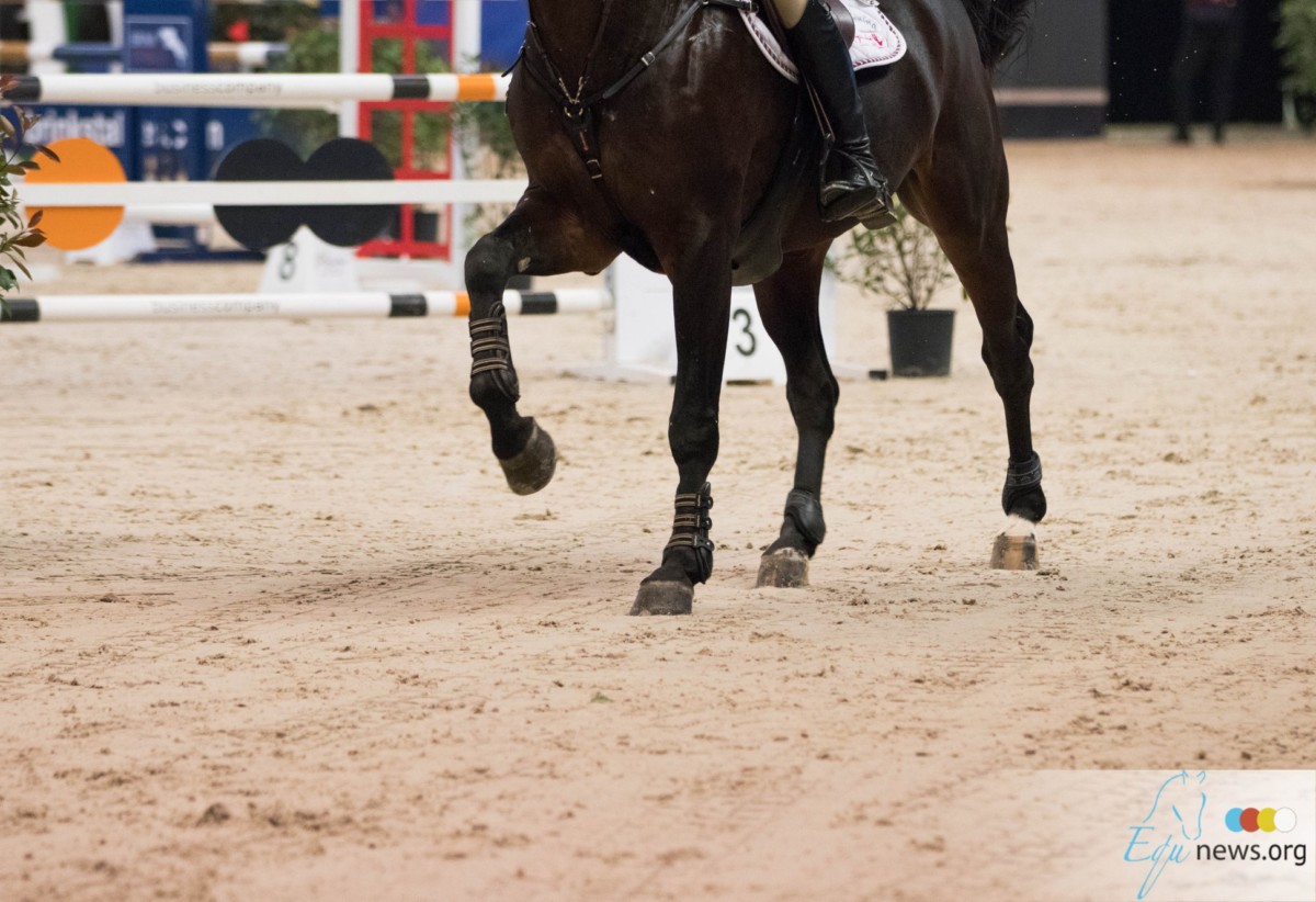 June Peeters springt naar top tien in Dubai, Belgische paarden scoren in CSI5*-W