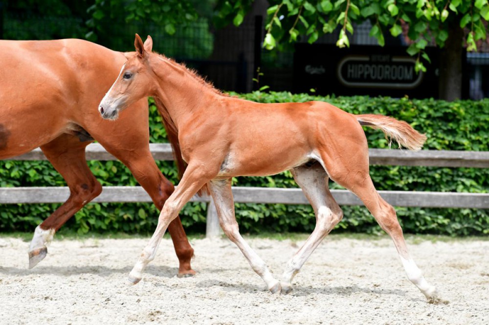 Peter Charles koopt For Pleasure-zoon op Flanders Foal Auction voor 42.000 euro