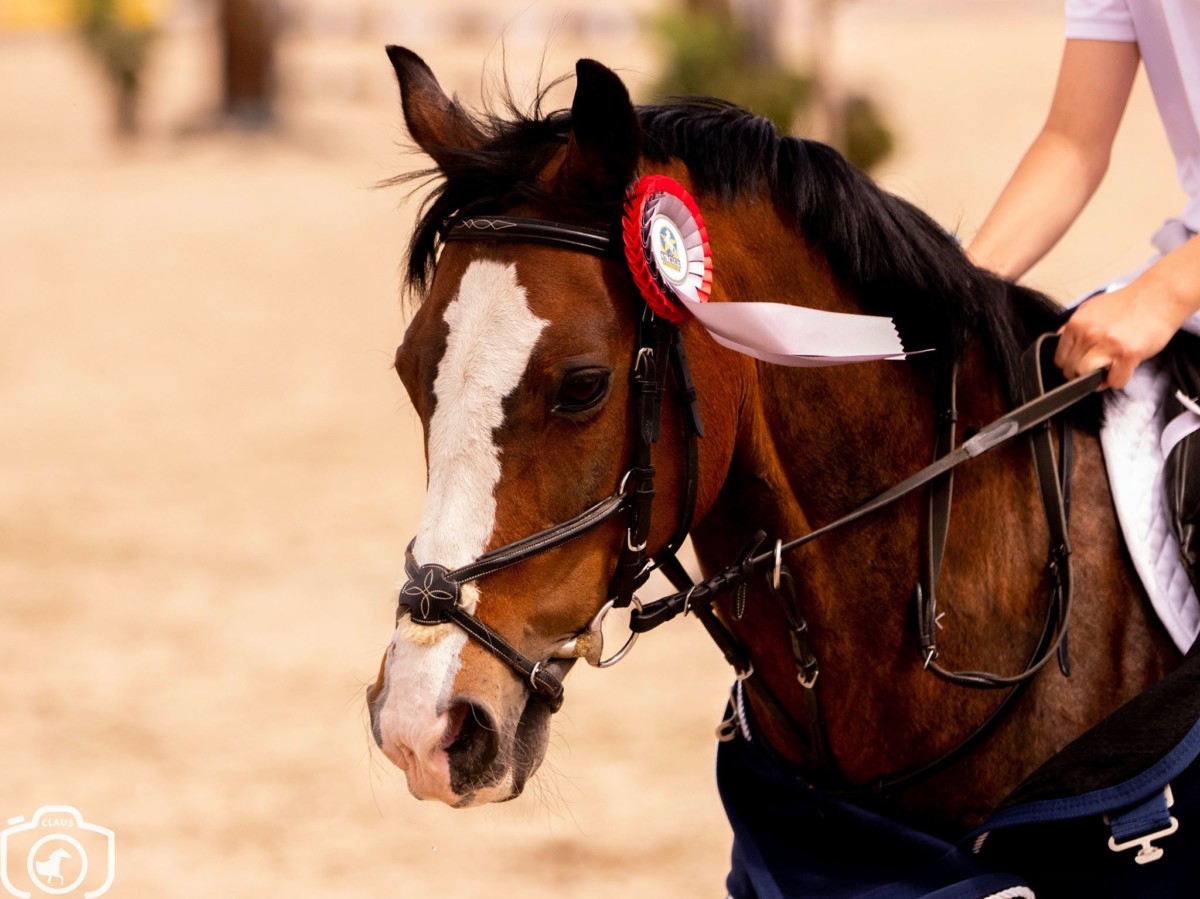 Lynn van Lierop: "Echt prachtig dat ik met eigen opgeleidde pony kampioen ben!"