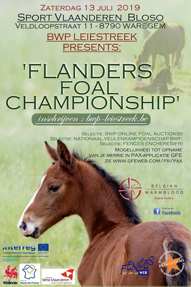 Vandaag op de agenda: Het Flanders Foal Championship in Waregem.