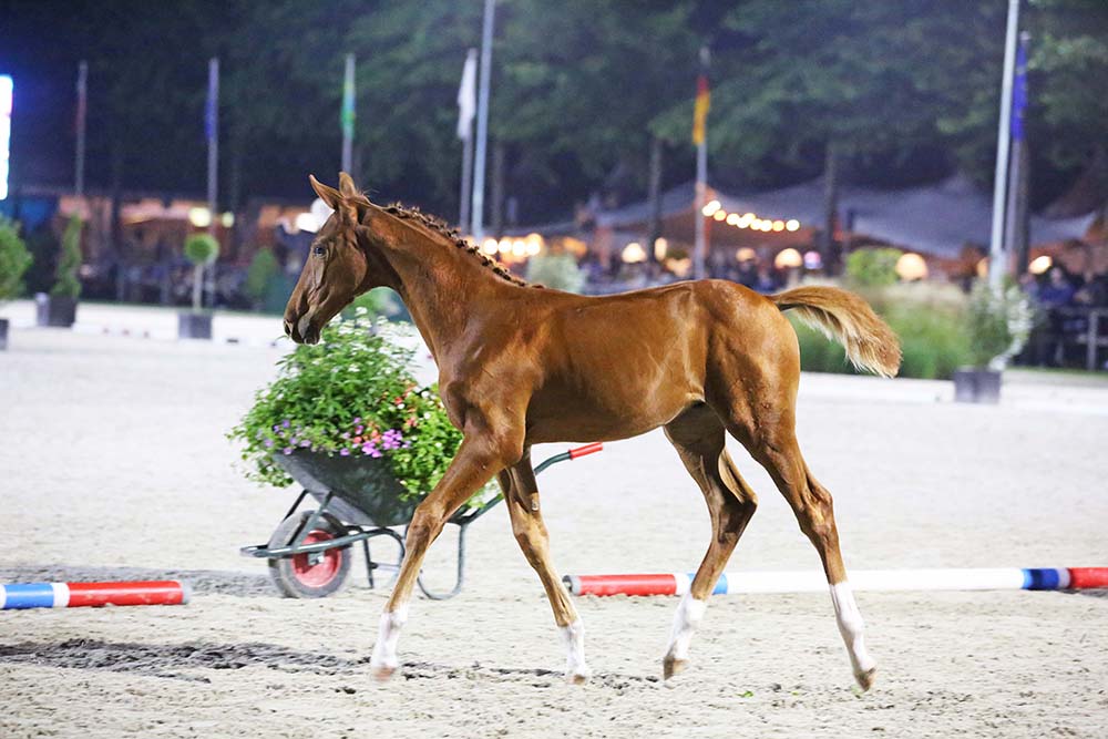 Prijzen schieten door plafond in Beervelde's Flanders Foal Auction met 73.000 euro voor duurste veulen