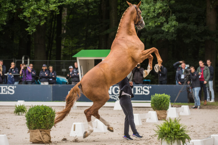 Nederlandse springpaarden fit to compete