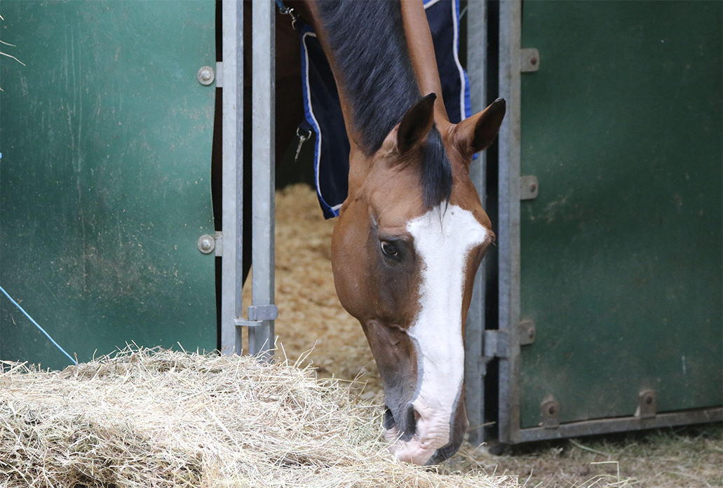 Hooi is oorzaak van twee dopingpositief geteste paarden