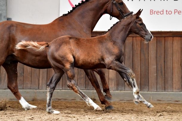 Ruim 8.000 euro voor veilingtopper BWP Online Foal Auction