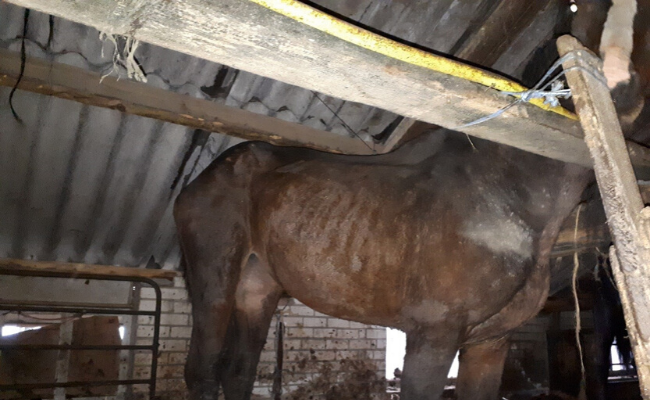 Veertien paarden bevrijd uit stallen met 1,5 meter dikke mestlaag