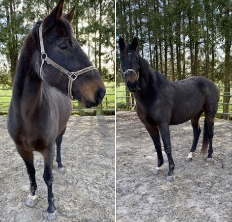Gezocht: eigenaar van loslopend paard in Boelenslaan