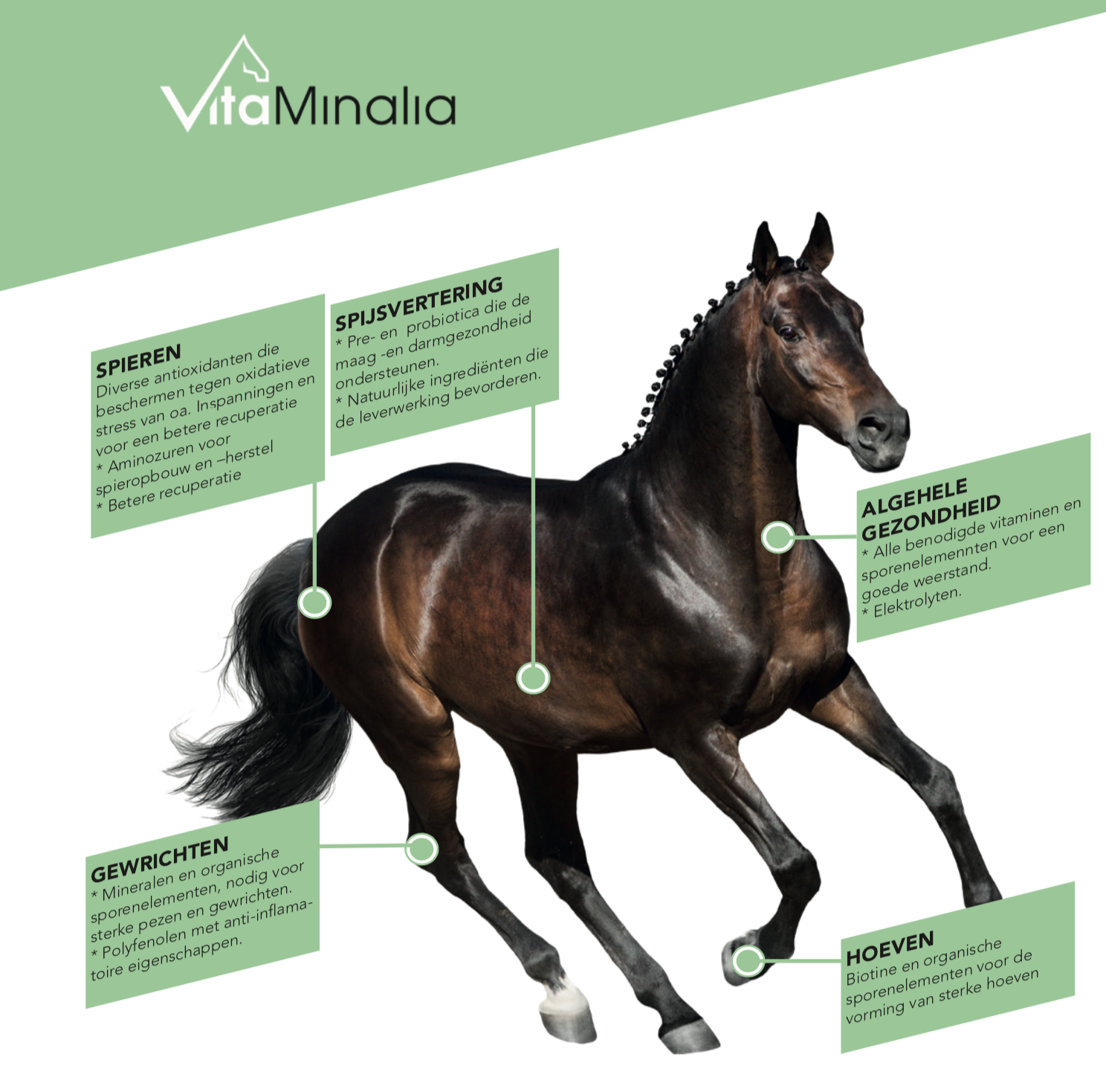 Vitaminalia moderniseert : All in one van ruiters voor paarden