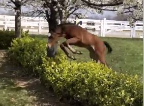 Most funniest of the web: foal jumps around