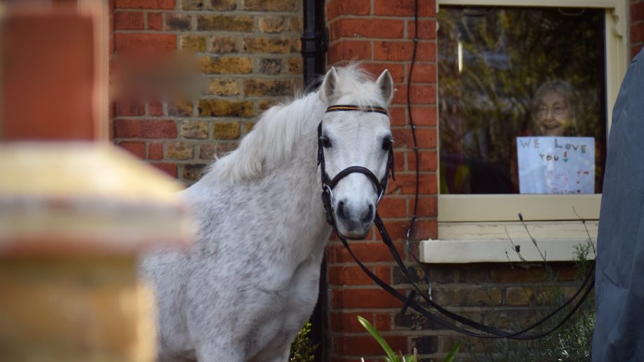 Ponies zorgen voor Corona vreugde in straten Londen