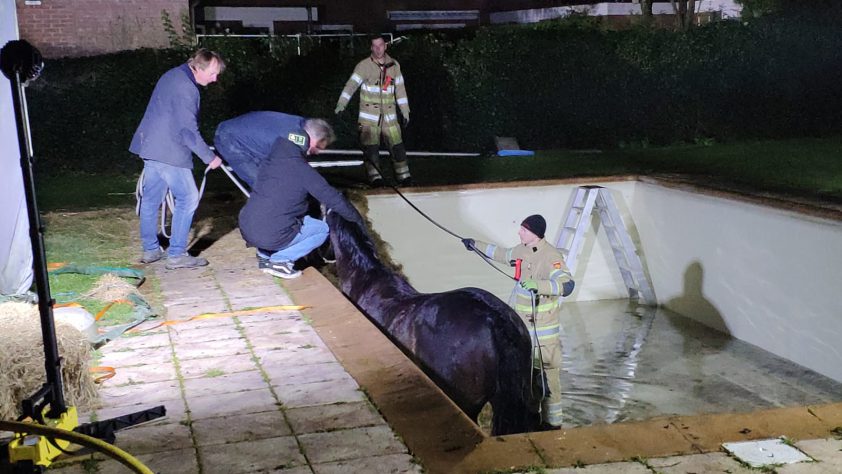 Brandweer moet paard uit zwembad redden