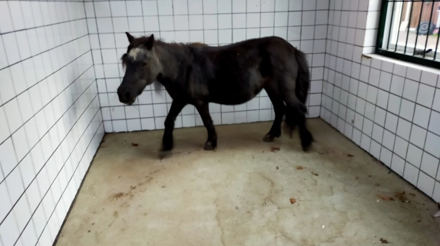 Loslopende pony gevonden in Hengelo