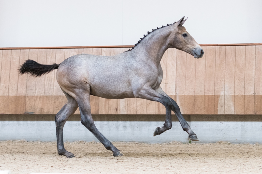 Heb jij je keus al gemaakt? 31 talentvolle veulens in eerste KWPN Online Foal Auction