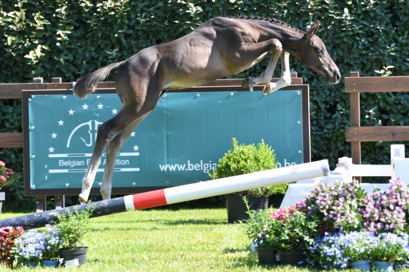 Gemiddeld 11.000 euro op  Belgian Foal Auction