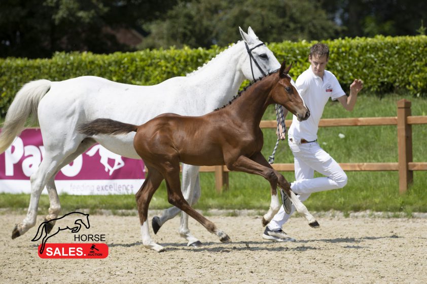Eldorado-zoon met 27.000 euro topper HorseSales Auction
