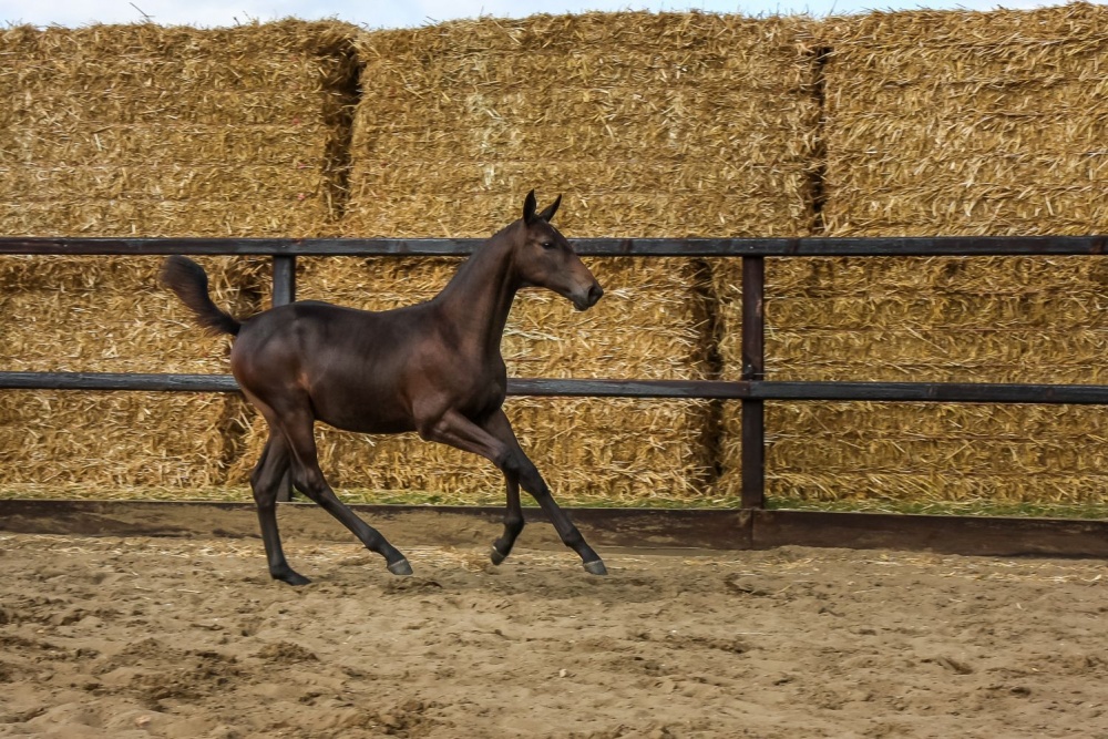 Paardenveilingen Online: "Nu de focus op jonge springpaarden..."