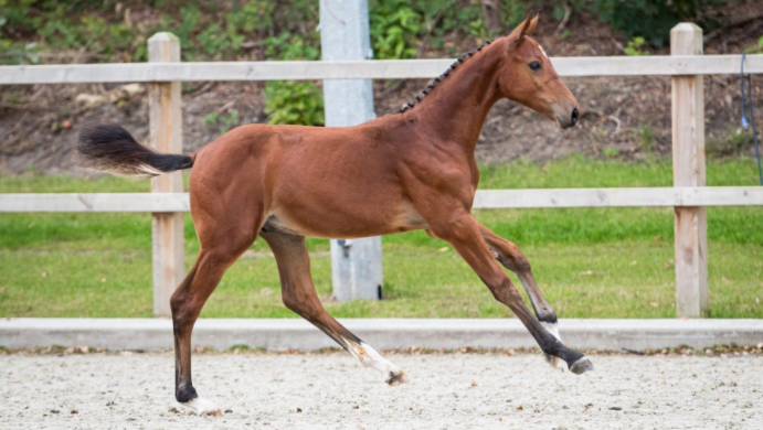 Ukkie van de Keienlegger met 7.700 duurste veulen Final Foal Auction Exloo