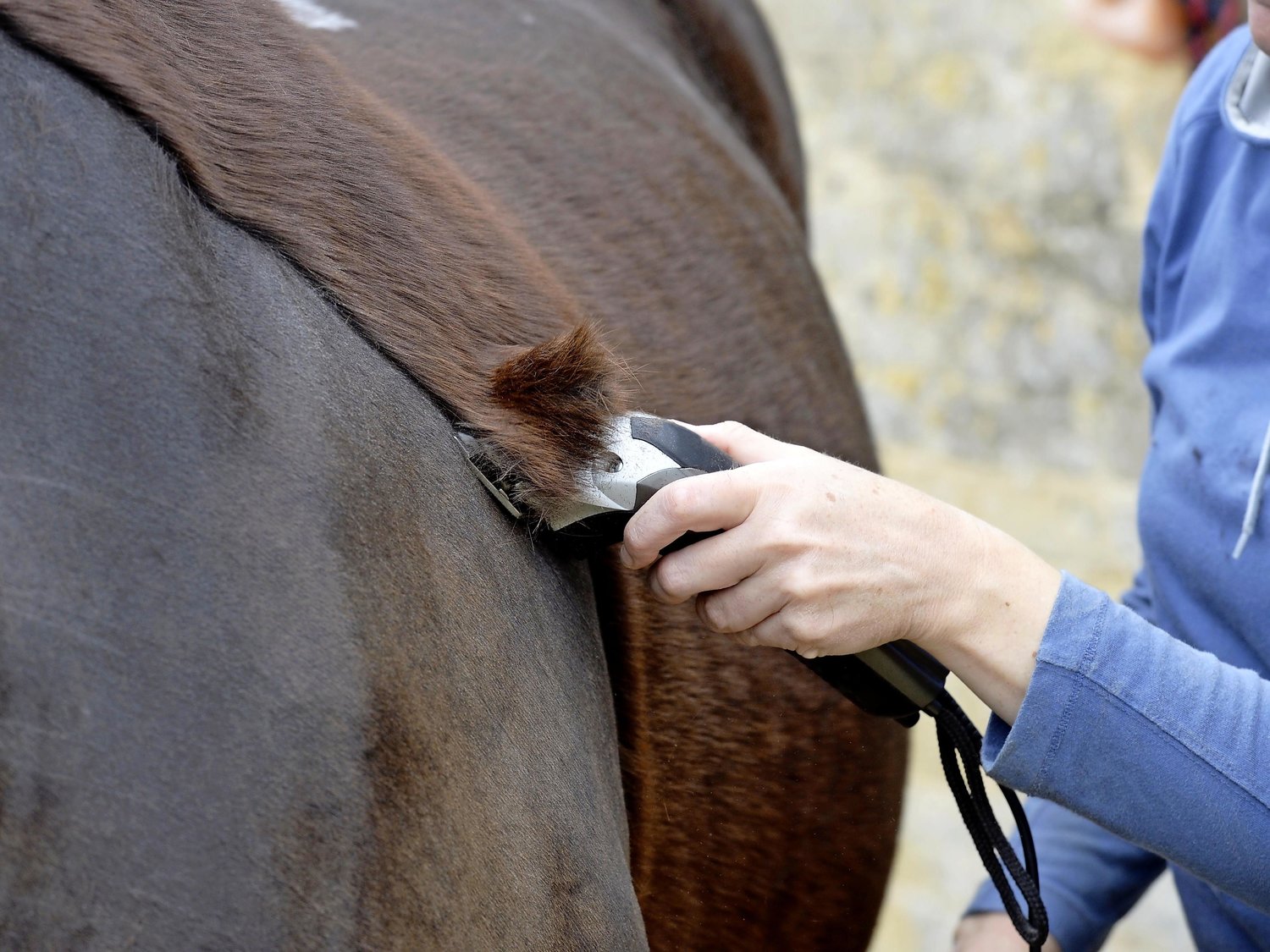 Drie redenen waarom je paard scheren niet de leukste tijdsbesteding is