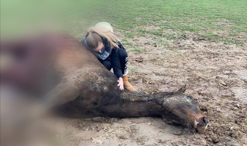 Parket voert onderzoek nadat paard vreselijke dood is gestorven op weide: “Zijn box hing vol bloed”