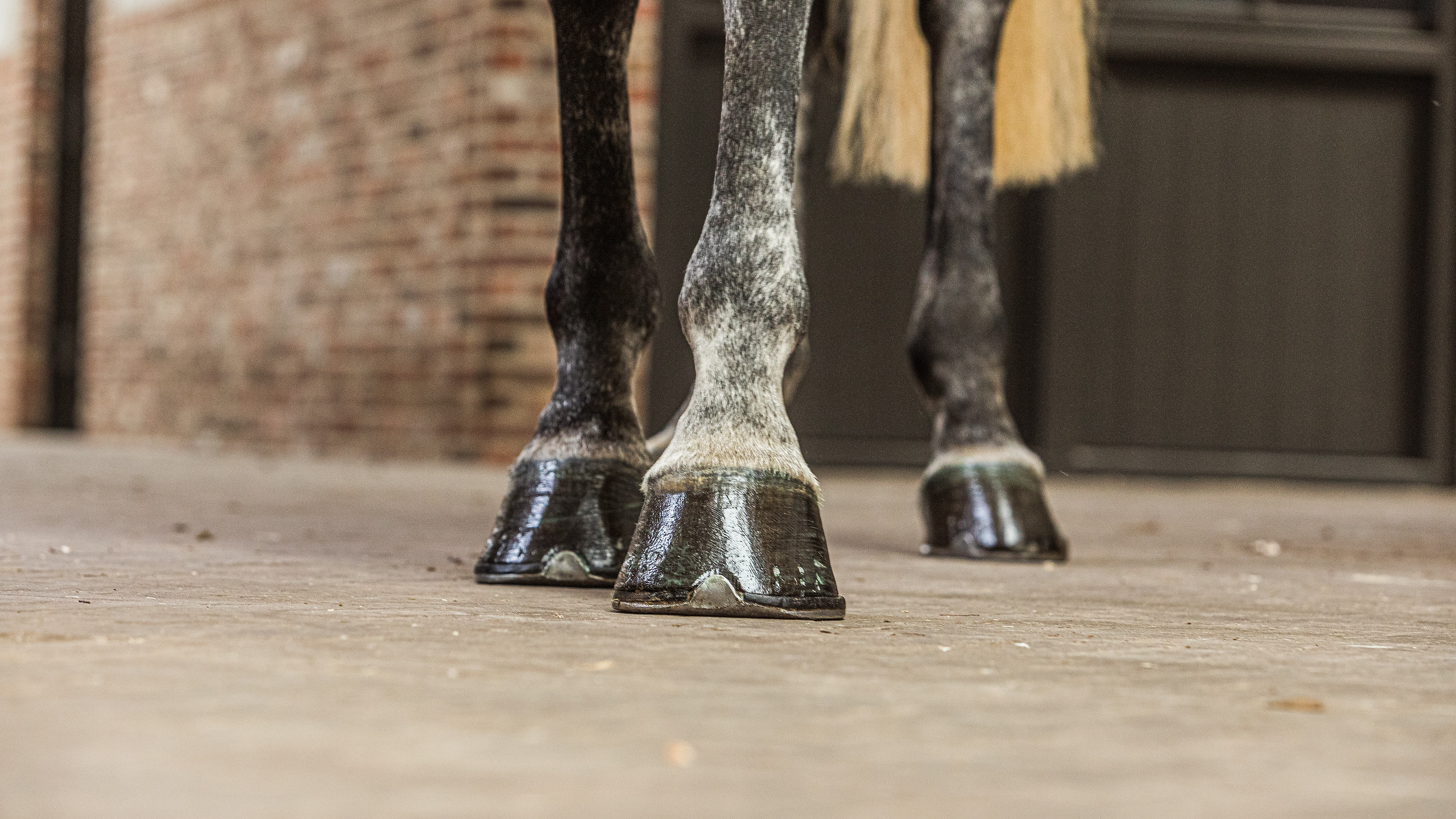 Unraveling the complexity of coffin bone fractures in horses: Does it lead to over and out?