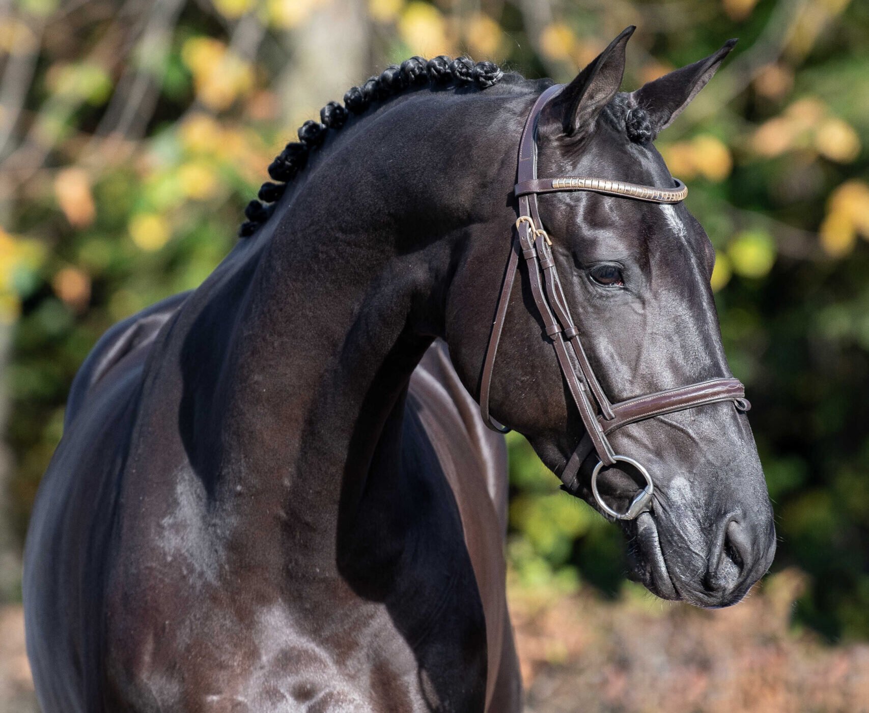 Normalisatie wit Recreatie Sportpaarden met een goed verhaal te koop tijdens HSH Auction 2020 -  Equnews Nederland