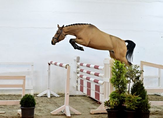 71.000 euro for Vivant vd Heffinck-mare