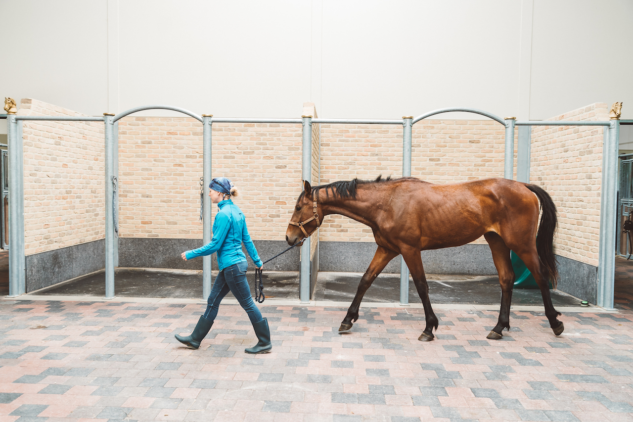 Epidémie de Rhino pneumonie en Wallonie : comment protéger vos chevaux et votre écurie ?