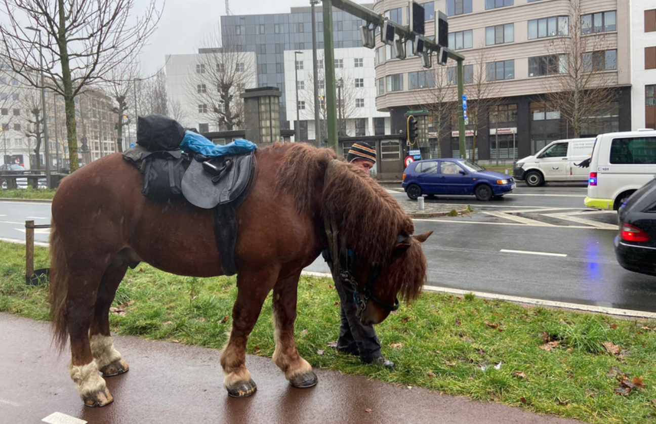 Antwerpse politie haalt paard uit Waaslandtunnel