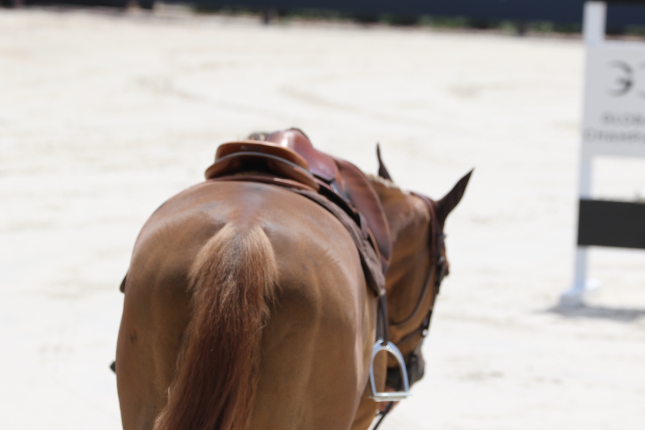 Paarden winnen terrein als therapiedieren