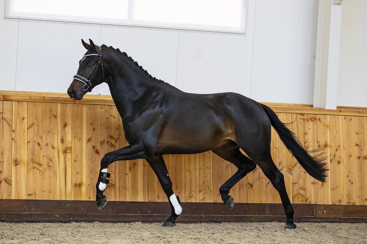 VSN Horse Auction verkoopt wereldwijd voor 16.700 euro gemiddeld