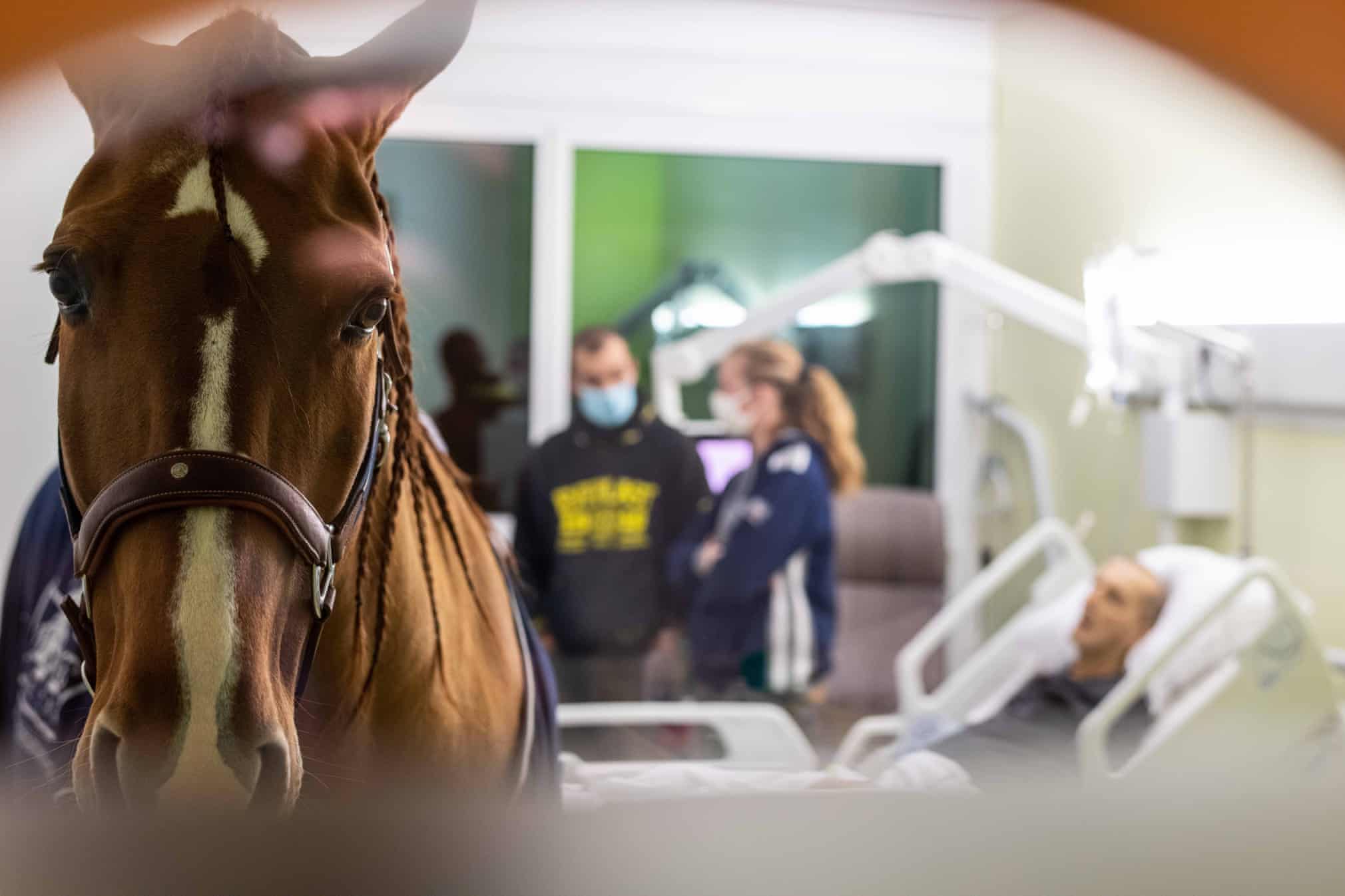 In beeld: Dr. Peyo, het paard dat in Calais kankerpatiënten bijstaat