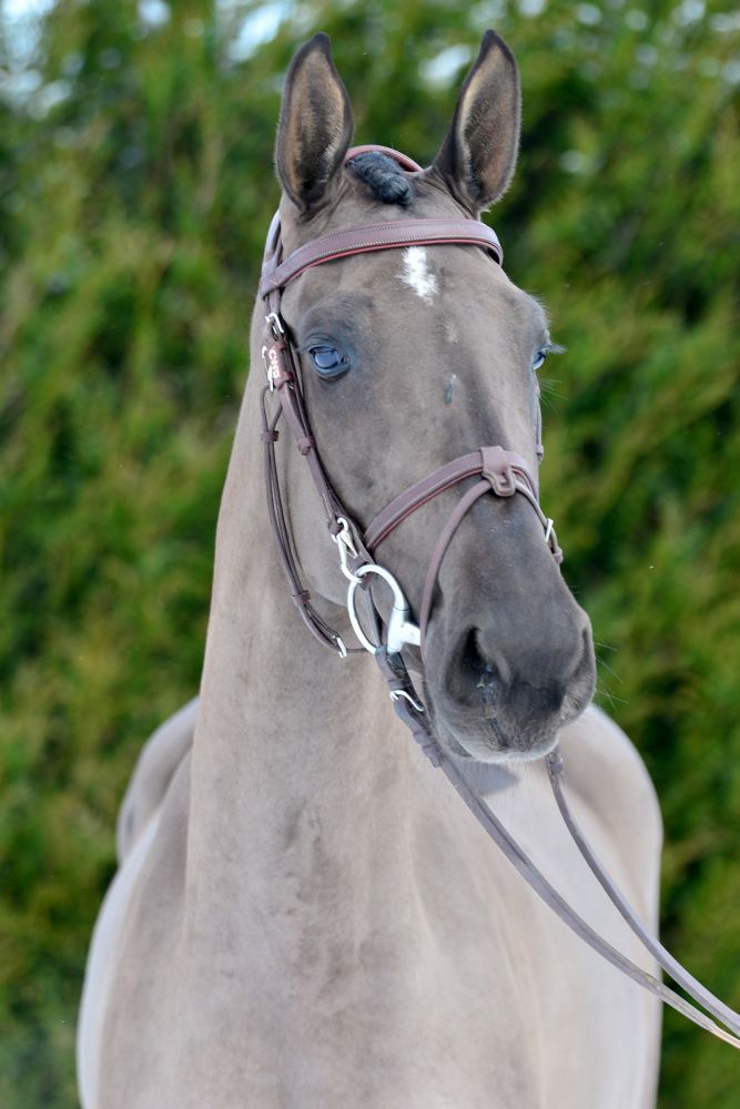 Vigo d'Arsouilles dochter is veilingtopper Horse Auction Belgium