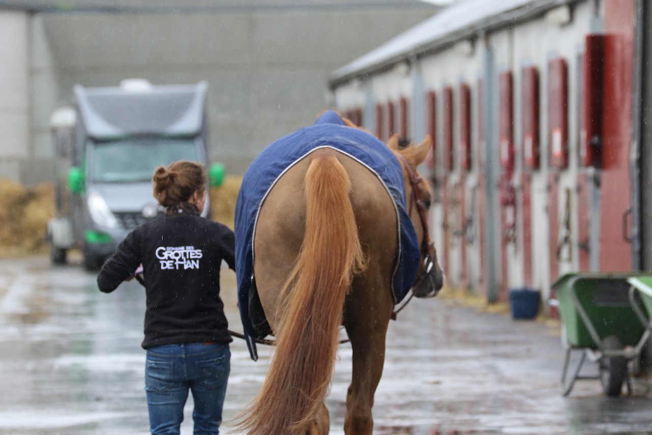 Paard te voet naar huis nadat trailer kantelt in Neerloon