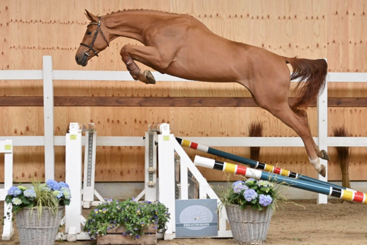 Horse Auction Belgium krijgt veilingtopper van 40.000 euro