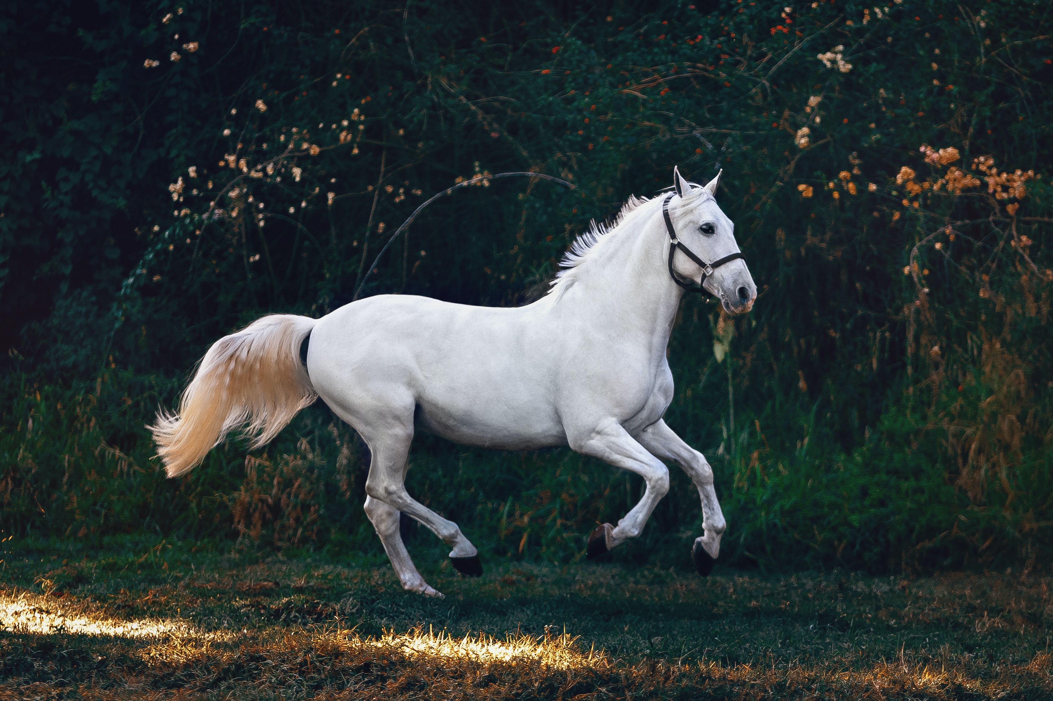 Twee zeldzame sorraia-paarden bewonen nu het Parkbos
