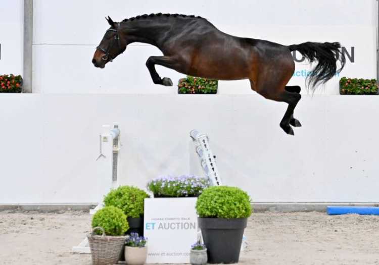 Net geen 12.000 euro per paard bij ET Auction