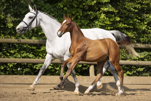 Paardenveilingenonline.com biedt kwaliteitsvolle veulens en embryo's in vierde veiling