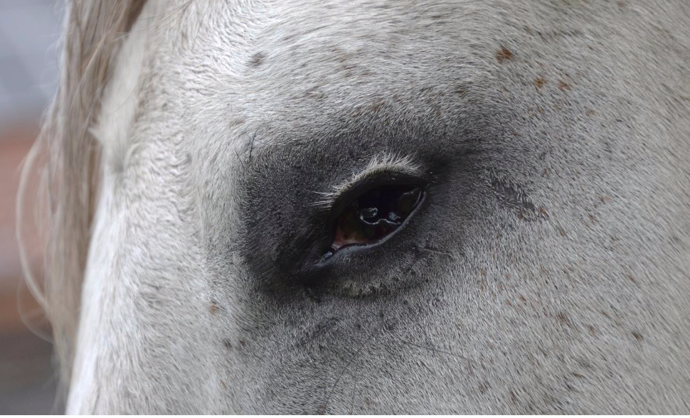 Oproep: de Universiteit van Gent is op zoek naar paarden met geboren oogafwijking!